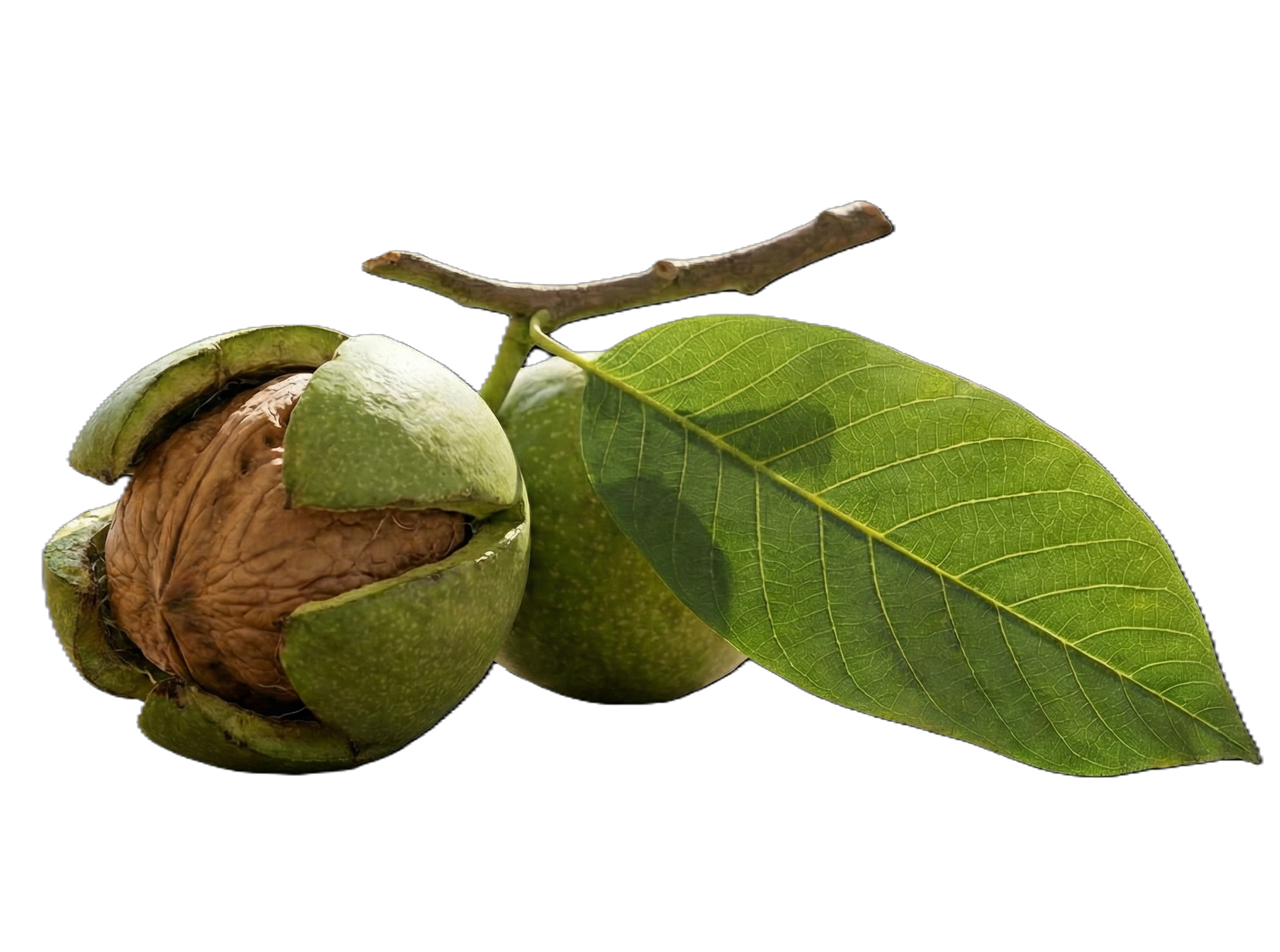 Fresh Green Walnut (Husk)